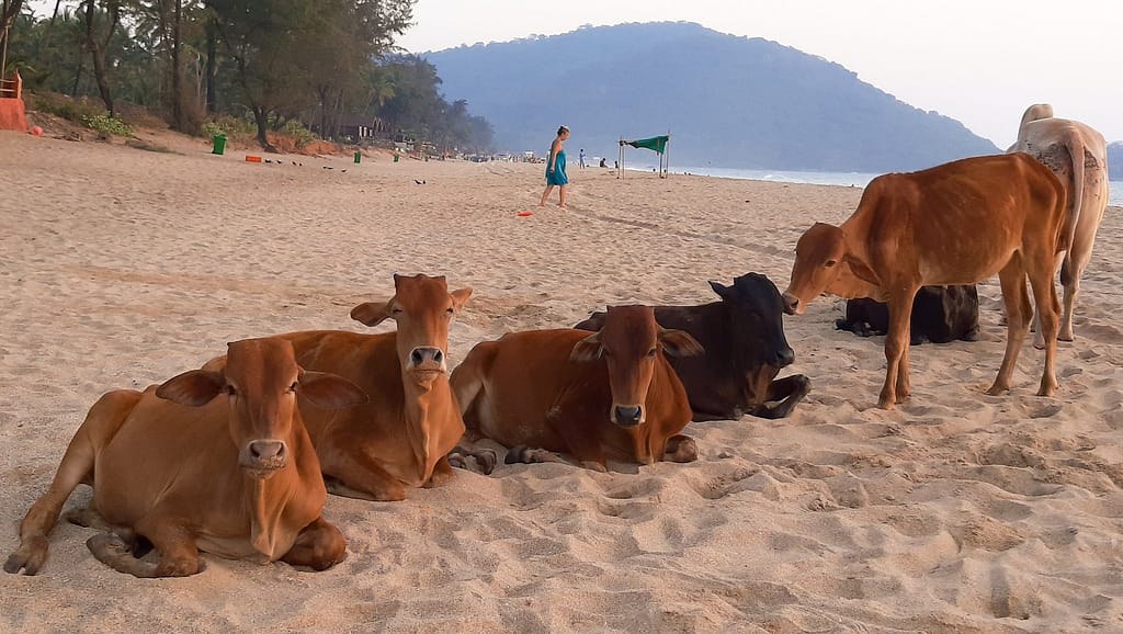 cows agonda beach